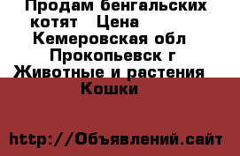 Продам бенгальских котят › Цена ­ 7 500 - Кемеровская обл., Прокопьевск г. Животные и растения » Кошки   